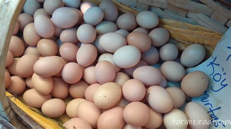 köy tavuk yumurta fiyatları